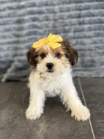 Lola, a female Shih Tzu and Yorkshire Terrier for sale in Sioux Center, IA – 1 of 1