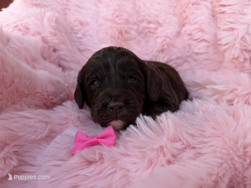 Mia – Cockapoo puppy for sale in Sioux Center, IA
