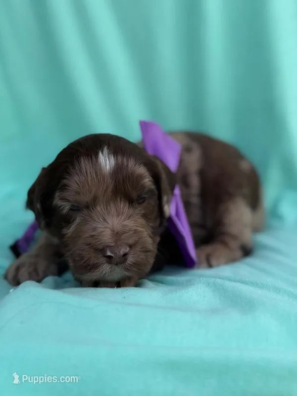 Max  – Cockapoo puppy for sale in Sioux Center, IA