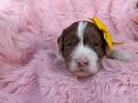 Molly, a male Cockapoo for sale in Sioux Center, IA – 1 of 2