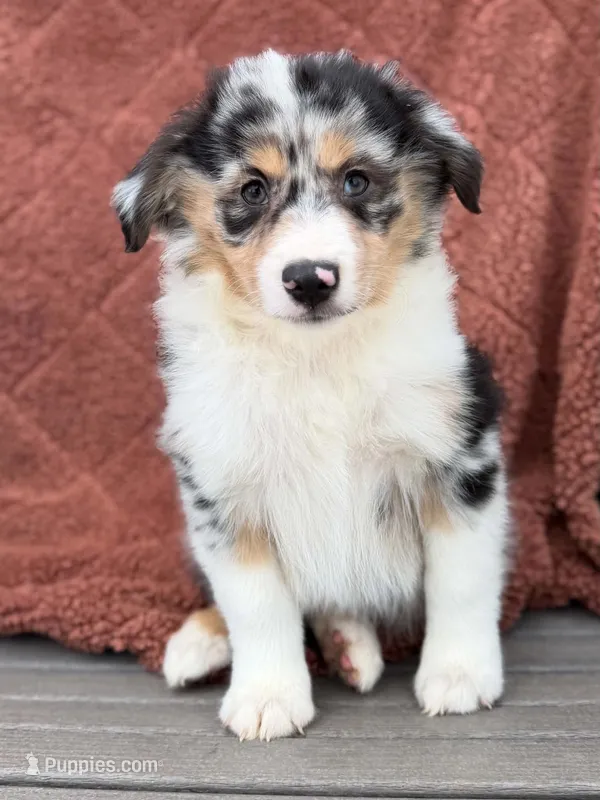 Tex – Miniature American Shepherd puppy for sale in Sioux Center, IA