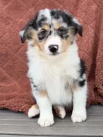 Tex, a male Miniature American Shepherd for sale in Sioux Center, IA – 1 of 2