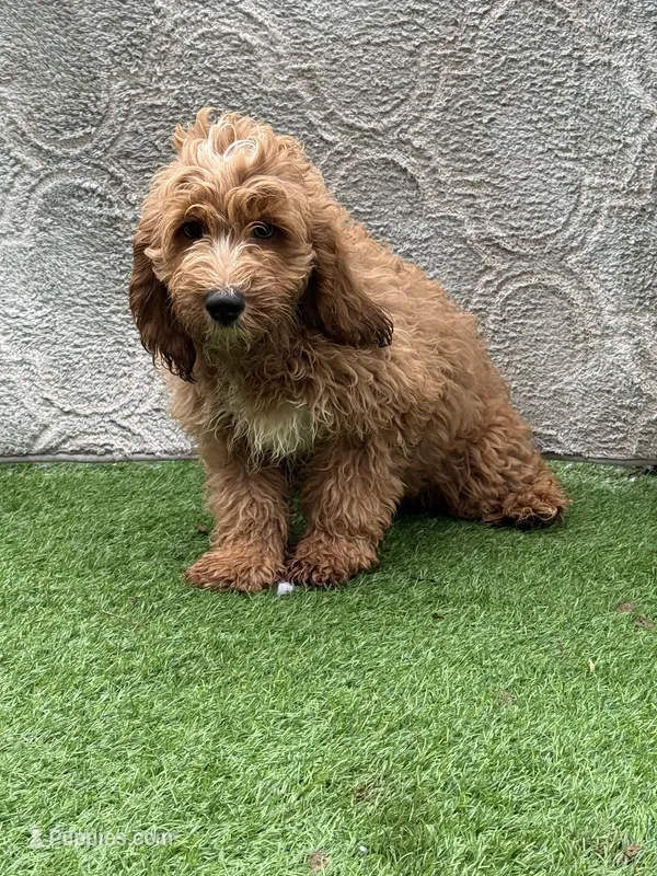 Sean – Cockapoo puppy for sale in Sioux Center, IA