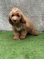 Sean, a male Cockapoo for sale in Sioux Center, IA – 1 of 2