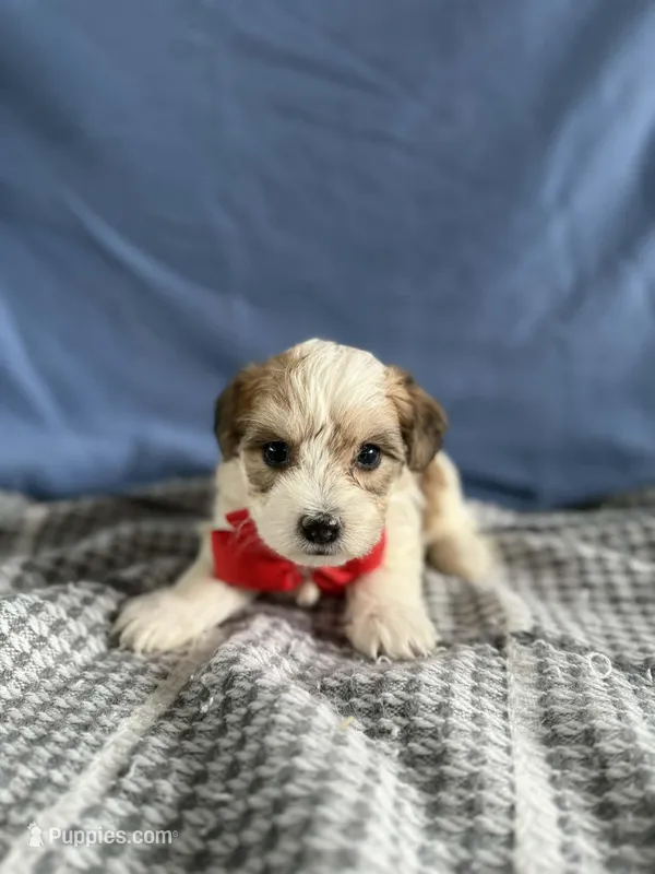 River – Bichon Frise, Yorkshire Terrier puppy for sale in Sioux Center, IA