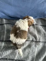 River, a male Bichon Frise and Yorkshire Terrier for sale in Sioux Center, IA – Photo 2 of 2