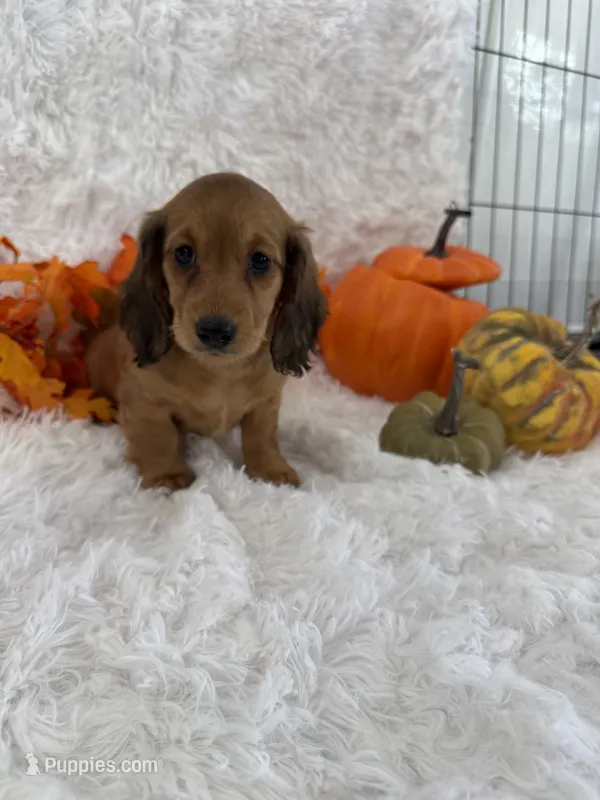 Maddi – Miniature Dachshund puppy for sale in Sioux Center, IA