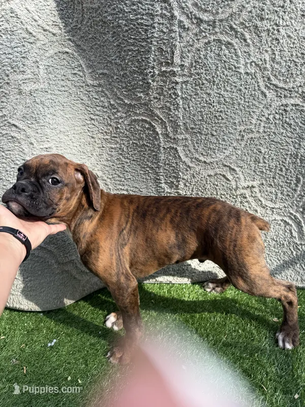 Roy – Boxer puppy for sale in Sioux Center, IA