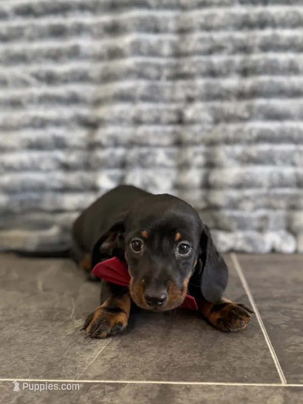 Mack – Dachshund puppy for sale in Sioux Center, IA