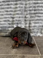 Mack, a male Dachshund for sale in Sioux Center, IA – 1 of 1