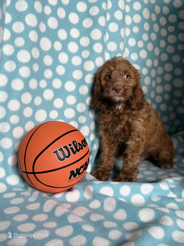 Seth – Cockapoo puppy for sale in Sioux Center, IA