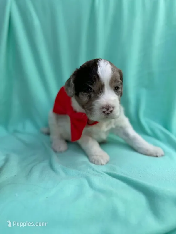 Marty – Cockapoo puppy for sale in Sioux Center, IA