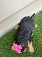 Riane, a female Shorkie for sale in Sioux Center, IA – 2 of 2