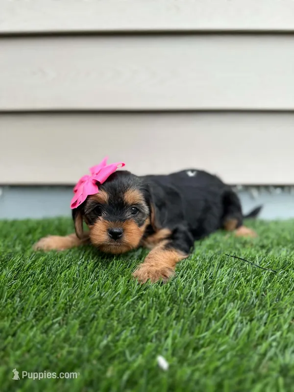 Riane – Shorkie puppy for sale in Sioux Center, IA