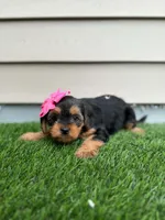 Riane, a female Shorkie for sale in Sioux Center, IA – 1 of 2