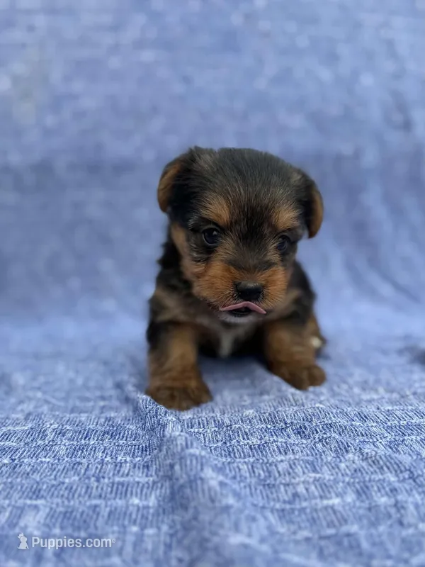 Lonny – Yorkshire Terrier puppy for sale in Sioux Center, IA