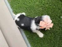 Rita, a female Shorkie for sale in Sioux Center, IA – 2 of 2