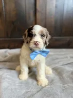 Marty, a male Cockapoo for sale in Sioux Center, IA – 1 of 2