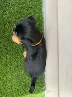 Rex, a male Shorkie for sale in Sioux Center, IA – 2 of 2