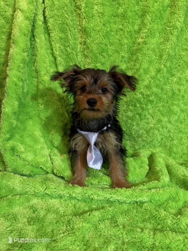 Landon – Yorkshire Terrier puppy for sale in Sioux Center, IA