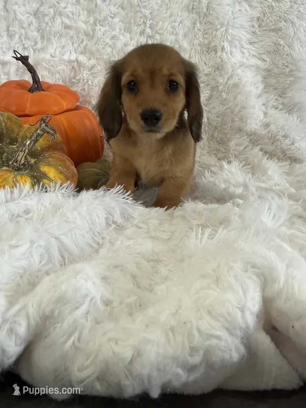 Mindi – Miniature Dachshund puppy for sale in Sioux Center, IA