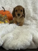Mindi, a female Miniature Dachshund for sale in Sioux Center, IA – 1 of 1