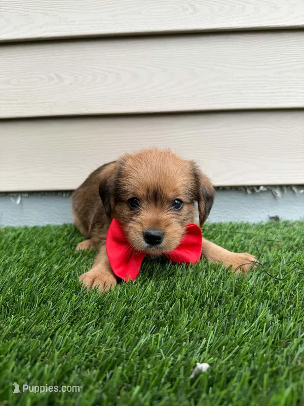 Rusty – Shorkie puppy for sale in Sioux Center, IA