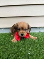 Rusty, a male Shorkie for sale in Sioux Center, IA – 1 of 2