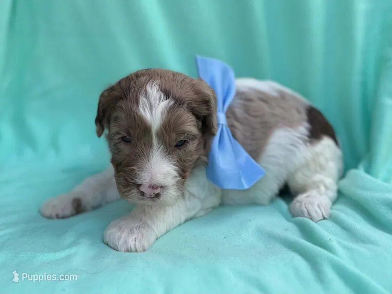 Milo – Cockapoo puppy for sale in Sioux Center, IA