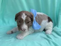 Milo, a male Cockapoo for sale in Sioux Center, IA – 1 of 1