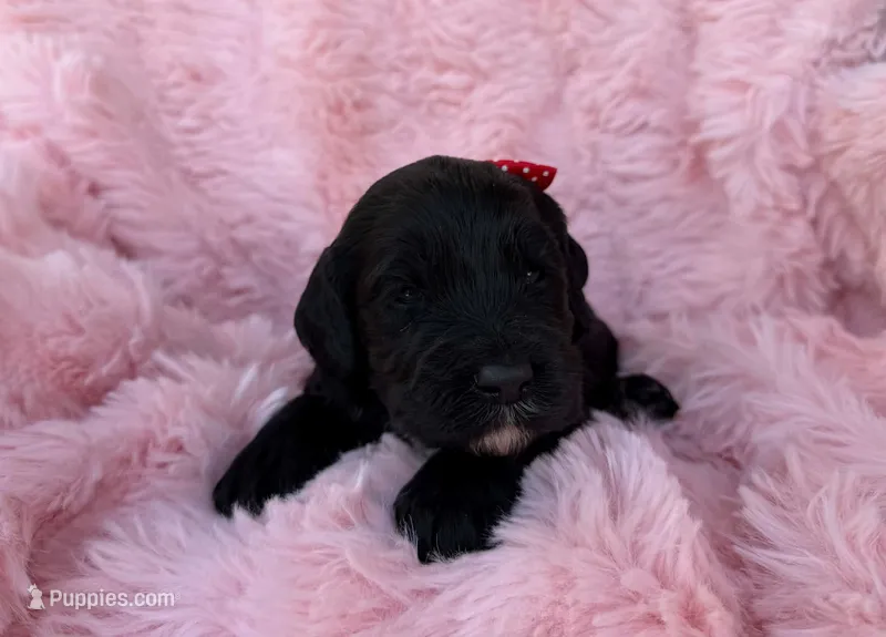 Madi – Cockapoo puppy for sale in Sioux Center, IA