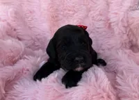Madi, a female Cockapoo for sale in Sioux Center, IA – 1 of 2