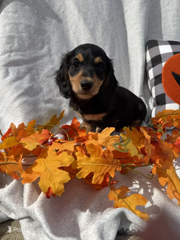 Max – Miniature Dachshund puppy for sale in Sioux Center, IA