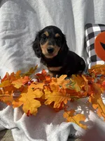 Max, a male Miniature Dachshund for sale in Sioux Center, IA – 1 of 1