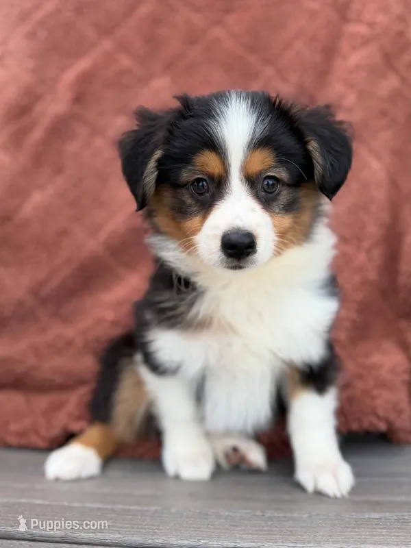 Tanner – Miniature Australian Shepherd puppy for sale in Sioux Center, IA