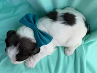 Matt, a male Cockapoo for sale in Sioux Center, IA – 2 of 2