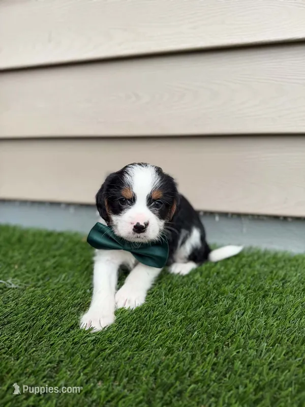 Riggins – Shorkie puppy for sale in Sioux Center, IA
