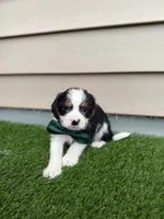 Riggins, a male Shorkie for sale in Sioux Center, IA – 1 of 2