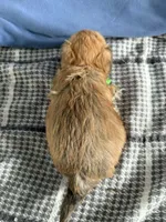 Rusty, a male Bichon Frise and Yorkshire Terrier for sale in Sioux Center, IA – Photo 2 of 2