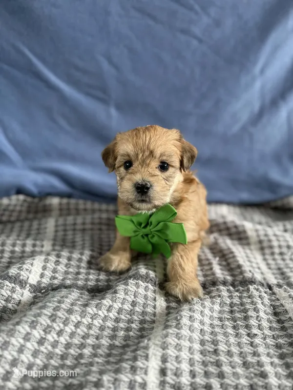 Rusty – Bichon Frise, Yorkshire Terrier puppy for sale in Sioux Center, IA