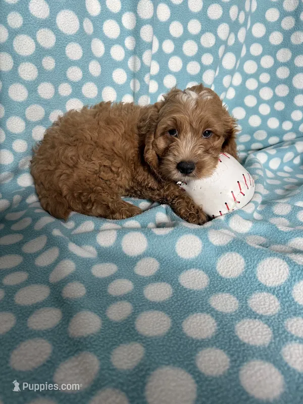 Sean – Cockapoo puppy for sale in Sioux Center, IA