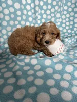 Sean, a male Cockapoo for sale in Sioux Center, IA – 1 of 1