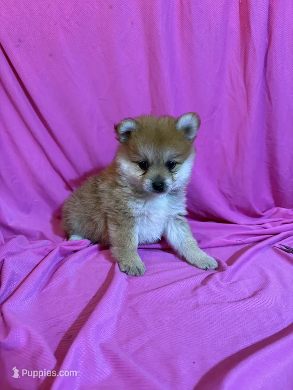 Polly – Pomeranian puppy for sale in Sioux Center, IA