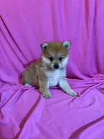 Polly, a female Pomeranian for sale in Sioux Center, IA – 1 of 1