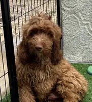 Seth, a male Cockapoo for sale in Sioux Center, IA – 2 of 2
