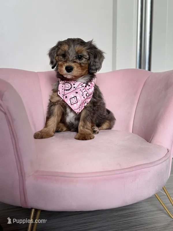 Sage – Poodle - Miniature , Miniature Aussiedoodle puppy for sale in Sioux Center, IA