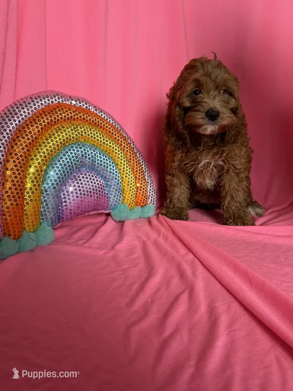 Suzie – Cockapoo puppy for sale in Sioux Center, IA