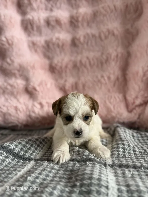 Reba – Bichon Frise, Yorkshire Terrier puppy for sale in Sioux Center, IA