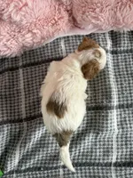 Reba, a female Bichon Frise and Yorkshire Terrier for sale in Sioux Center, IA – Photo 2 of 2