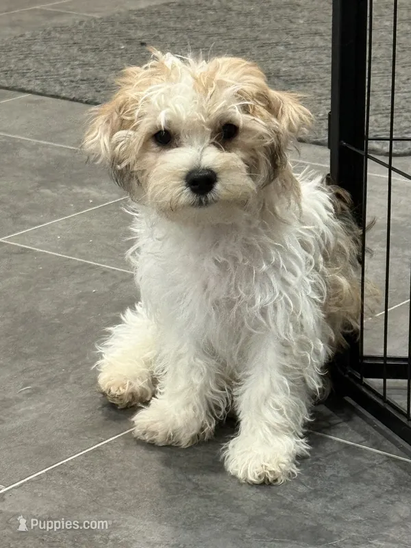 Rocky – Bichon Frise, Yorkshire Terrier puppy for sale in Sioux Center, IA